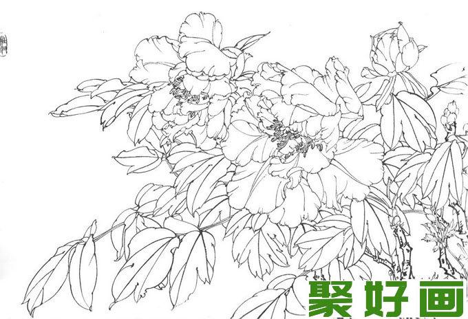 国画白描牡丹10副,王少卿白描牡丹花卉高清图片