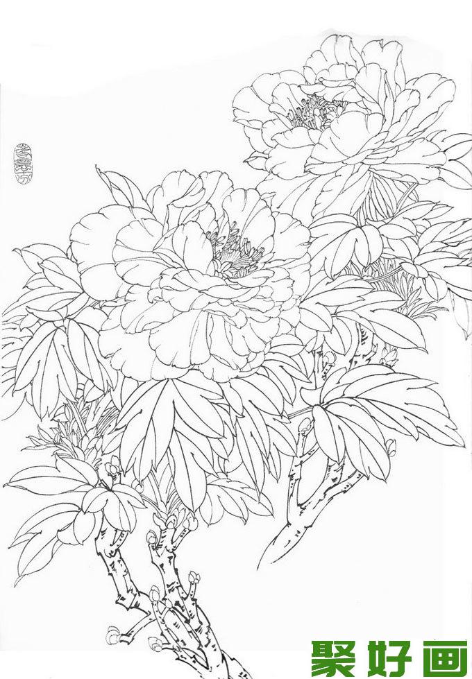 国画白描牡丹10副,王少卿白描牡丹花卉高清图片