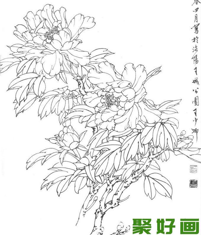 国画白描牡丹10副,王少卿白描牡丹花卉高清图片