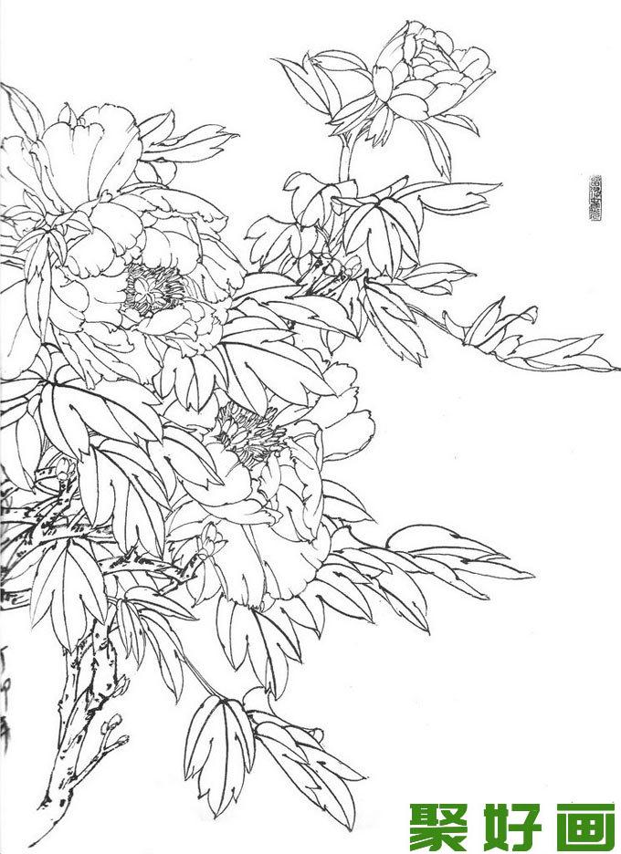 国画白描牡丹10副,王少卿白描牡丹花卉高清图片