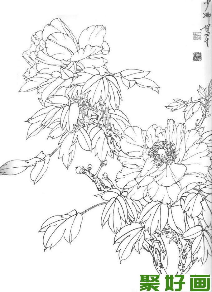 国画白描牡丹10副,王少卿白描牡丹花卉高清图片
