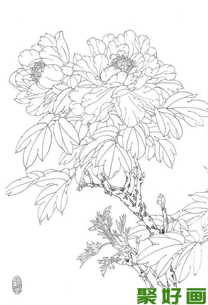 国画白描牡丹10副,王少卿白描牡丹花卉高清图片