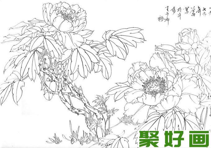 国画白描牡丹10副,王少卿白描牡丹花卉高清图片