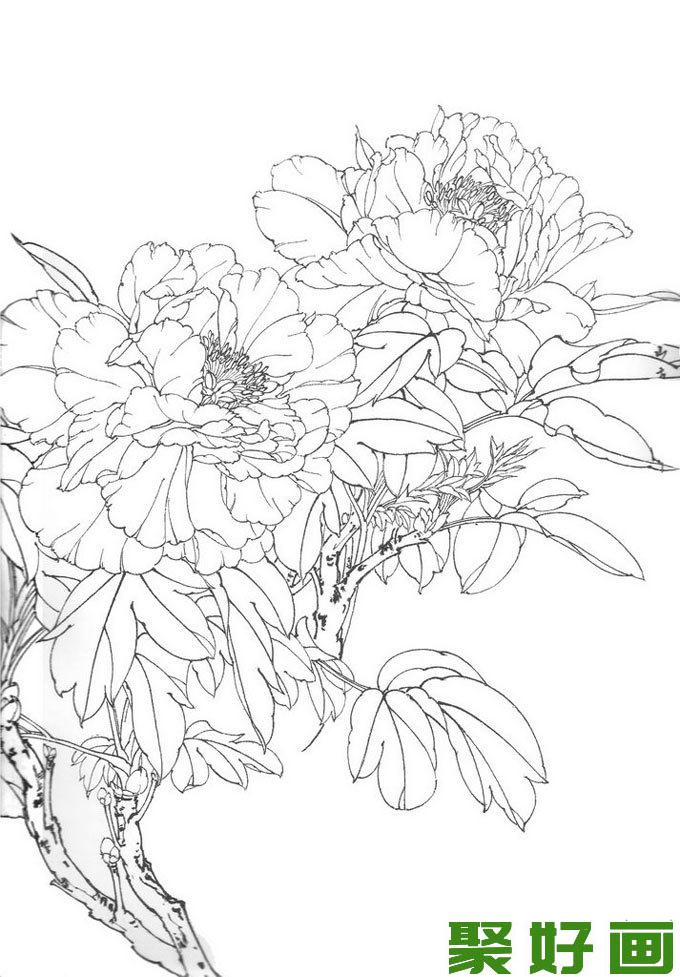 国画白描牡丹10副,王少卿白描牡丹花卉高清图片